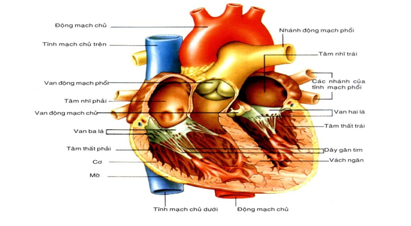 Giải Phẫu Sinh Lý Hệ Tim Mạch